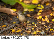 small bird living in the nature, common bird around the home. Стоковое фото, агентство Ingram Publishing / Фотобанк Лори