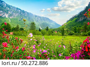 Idyllic summer day in the Durmitor National park. Montenegro. National park Montenegro. Стоковое фото, агентство Ingram Publishing / Фотобанк Лори