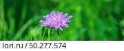 Close up of Field Scabious, Knautia Arvensis. Purple flower on a bright green nature background. Best floral picture for covers, banners, posters and projects. Стоковое фото, фотограф Марина Демидюк / Фотобанк Лори