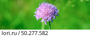 Close up of Field Scabious, Knautia Arvensis. Purple flower on a bright green nature background. Best floral picture for covers, banners, posters and projects. Стоковое фото, фотограф Марина Демидюк / Фотобанк Лори
