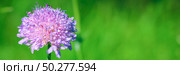 Close up of Field Scabious, Knautia Arvensis. Purple flower on a bright green nature background. Best floral picture for covers, banners, posters and projects. Стоковое фото, фотограф Марина Демидюк / Фотобанк Лори