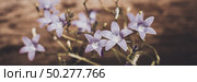 Violet blue flowers bell Campanula persicifolia, peach-leaved bellflower, on a bright green nature background. Web banner. Стоковое фото, фотограф Марина Демидюк / Фотобанк Лори