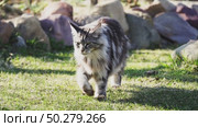 A cat of the Maikoon breed walks in nature. Стоковое видео, видеограф Igor Skripachev / Фотобанк Лори