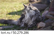 A cat of the Maikoon breed walks in nature. Стоковое видео, видеограф Igor Skripachev / Фотобанк Лори