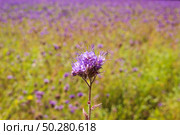 Green manure phacelia tanacetifolia flower on the phacelia field . Стоковое фото, фотограф Марина Демидюк / Фотобанк Лори