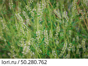 Melilotus albus, honey clover, white melilot, Bokhara clover, white sweet clover, whith an Insect blooming in the meadow. Meadow flowers . Стоковое фото, фотограф Марина Демидюк / Фотобанк Лори