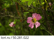 Dog rose flowers, Rosa canina flowers with leaves. Wild pink rose in nature. Стоковое фото, фотограф Марина Демидюк / Фотобанк Лори