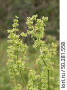 Blooming flowers of Rumex confertus, Russian dock. Стоковое фото, фотограф Марина Демидюк / Фотобанк Лори