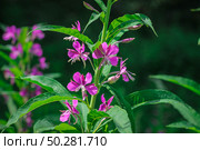 Chamaenerion angustifolium, a Fireweed blooming in the meadow. Стоковое фото, фотограф Марина Демидюк / Фотобанк Лори