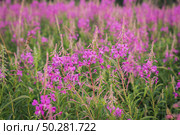 Chamaenerion angustifolium, a Fireweed blooming in the meadow. Стоковое фото, фотограф Марина Демидюк / Фотобанк Лори