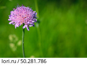 Flower of Field Scabious, Knautia Arvensis, with bokeh background. Стоковое фото, фотограф Марина Демидюк / Фотобанк Лори