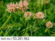 Trifolium pratense, the white clover in the meadow. Стоковое фото, фотограф Марина Демидюк / Фотобанк Лори