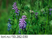 Vicia cracca, tufted vetch blooming in the meadow. Стоковое фото, фотограф Марина Демидюк / Фотобанк Лори