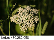 White flowers of Anthriscus sylvestris close-up on a green. Стоковое фото, фотограф Марина Демидюк / Фотобанк Лори