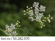 White flowers of Anthriscus sylvestris close-up on a green. Стоковое фото, фотограф Марина Демидюк / Фотобанк Лори