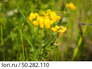 Yellow lotus corniculatus, bird's-foot trefoil glowing by sunlight in day. Стоковое фото, фотограф Марина Демидюк / Фотобанк Лори