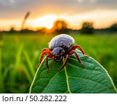 Клещ (Acarina) сидит на листе на фоне заката. Стоковое AI-изображение, AI-художник Руслан Лесков / Фотобанк Лори