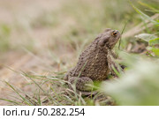 European brown toad on green summer grass. Стоковое фото, фотограф Марина Демидюк / Фотобанк Лори