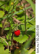 Agricultural industry. Young strawberry bushes. Young green strawberries in the garden. Стоковое фото, фотограф Марина Демидюк / Фотобанк Лори