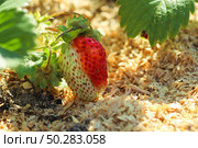 Agricultural industry. Young strawberry bushes. Young green strawberries in the garden. Стоковое фото, фотограф Марина Демидюк / Фотобанк Лори
