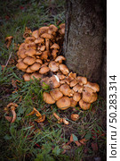 Lots of Armillaria mellea on a tree in the autumn forest. Стоковое фото, фотограф Марина Демидюк / Фотобанк Лори