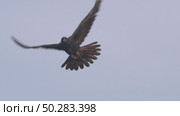Чёрный ворон в полете. Corvus corax. Стоковое видео, видеограф Дмитрий Якубович / Фотобанк Лори