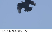 Чёрный ворон в полете. Corvus corax. Стоковое видео, видеограф Дмитрий Якубович / Фотобанк Лори