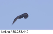 Чёрный ворон в полете. Corvus corax. Стоковое видео, видеограф Дмитрий Якубович / Фотобанк Лори