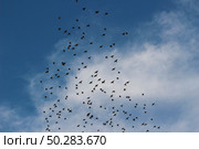 A flock of birds flies in the blue sky. Many flying forest birds in the sky. Стоковое фото, фотограф Марина Демидюк / Фотобанк Лори