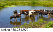 Cows wade cross the river. Стоковое фото, фотограф Олег Жуков / Фотобанк Лори