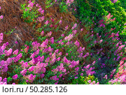 Red valerian (Centranthus ruber) Стоковое фото, фотограф Олег Жуков / Фотобанк Лори