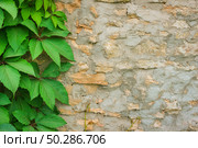 Old stone wall with ivy as background. Стоковое фото, фотограф Марина Демидюк / Фотобанк Лори