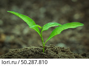 Young green Plant in a Soil. Sprout of Tree on a soil Background. New life start concept. Growing trees. Стоковое фото, фотограф Марина Демидюк / Фотобанк Лори