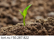 Young green Plant in a Soil. Sprout of Tree on a soil Background. New life start concept. Growing trees. Стоковое фото, фотограф Марина Демидюк / Фотобанк Лори