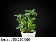 Balsamine, Impatiens plant in a white pot isolated on a black background. Potted tropical houseplant. Home minimal design. Jewelweed, touch-me-not, snapweed. Home Garden, Flower Shop concept. Стоковое фото, фотограф Марина Демидюк / Фотобанк Лори