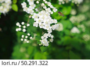 Honey bee on a white flowers. Bees collecting nectar and pollen on blooming branch. Close up of blossoms of a Spiraea. Flying Honeybee pollinating flowers on spring sunny day. Animal insect wildlife. Стоковое фото, фотограф Марина Демидюк / Фотобанк Лори