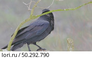 Черный ворон зимой. Corvus corax. Стоковое видео, видеограф Дмитрий Якубович / Фотобанк Лори