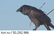 Черный ворон зимой. Corvus corax. Стоковое видео, видеограф Дмитрий Якубович / Фотобанк Лори