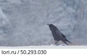 Черный ворон зимой. Corvus corax. Стоковое видео, видеограф Дмитрий Якубович / Фотобанк Лори