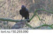 Черный ворон зимой. Corvus corax. Стоковое видео, видеограф Дмитрий Якубович / Фотобанк Лори