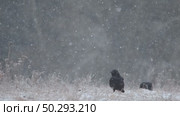 Черный ворон зимой. Corvus corax. Стоковое видео, видеограф Дмитрий Якубович / Фотобанк Лори