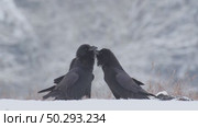 Черный ворон зимой. Corvus corax. Стоковое видео, видеограф Дмитрий Якубович / Фотобанк Лори