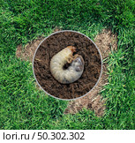 Lawn grub damage as chinch larva damaging grass roots causing a brown patch disease in the turf as a composite image isolated on a white background. Стоковое фото, агентство Ingram Publishing / Фотобанк Лори