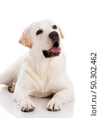 Beautiful labrador retriever breed lying on floor, isolated on white background. Стоковое фото, агентство Ingram Publishing / Фотобанк Лори