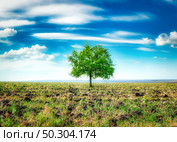 Spring meadow with big tree with fresh green leaves. Meadow with big tree. Стоковое фото, агентство Ingram Publishing / Фотобанк Лори