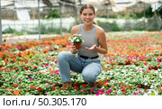 Girl chooses beautiful fresh flowers of the Balsaminaceae genus for her home. Стоковое фото, фотограф Яков Филимонов / Фотобанк Лори