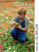 Male farm worker caring for flowers of the Balsaminaceae genus in greenhouse. Стоковое фото, фотограф Яков Филимонов / Фотобанк Лори