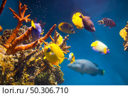 Multicolored exotic fish at coral reef in sea water. Стоковое фото, агентство Ingram Publishing / Фотобанк Лори