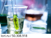 Scientists are developing research on algae. Bio-energy, biofuel, energy research. Стоковое фото, агентство Ingram Publishing / Фотобанк Лори