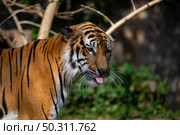 tiger wildlife mammal predator, wild carnivore animal, bengal tiger showing in zoo. Стоковое фото, агентство Ingram Publishing / Фотобанк Лори